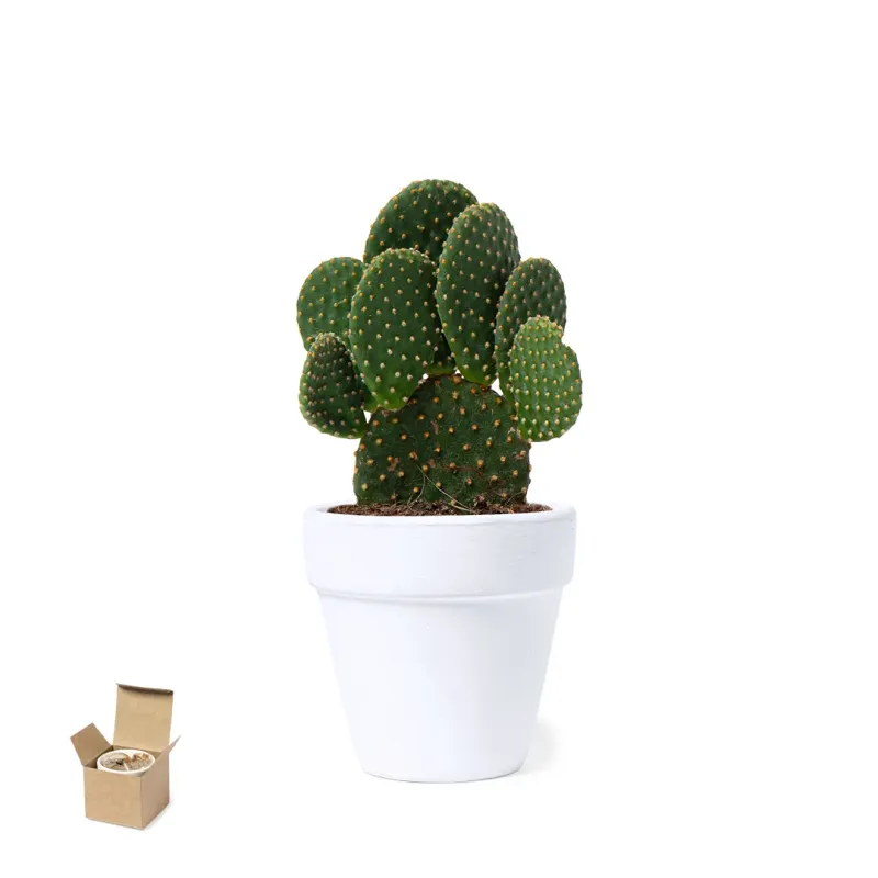 Flowerpot - Konte