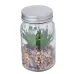 Decorative Plant - Kyala