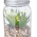 Decorative Plant - Kyala