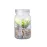 Decorative Plant - Kyala