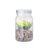Decorative Plant - Kyala