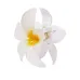 Hair Clip - Tixcon