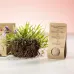 Seed Bonbons - Mussox