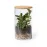 Terrarium - Anymak