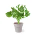 Flowerpot Set - Nertel
