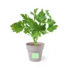 Planter 2 (2.2×2.5cm)  +