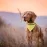 Bandana Pet Collar - Bipols