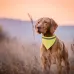 Bandana Pet Collar - Bipols